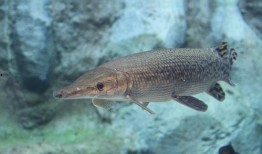 鳄雀鳝最新爆料图片高清,高清图片揭秘神秘生物真容