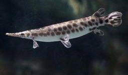 鳄雀鳝最新爆料图片高清,高清图片揭秘神秘生物真容