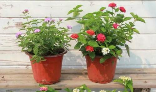 比特萝卜最新爆料视频,揭秘神秘项目，带你领略科技前沿